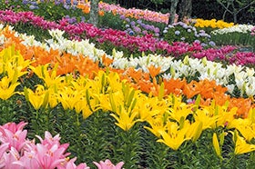 龍野 花田 三木 発
№2818 呼子いか姿造りと約10万本のゆりとあじさい彩る花園2
